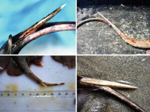 Can I Update To Python 3.9 Or 3.10 In Anaconda Base (Root)?