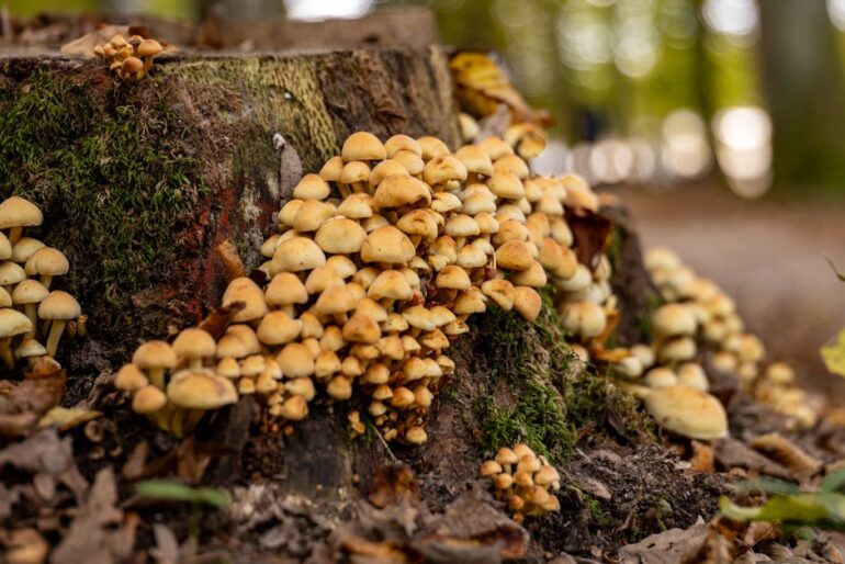 Forest Mushroom Linguine