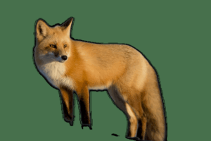 How To Remove Background Of Images In Python