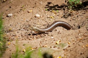 Runtimeerror: Expected Scalar Type Long But Found Float