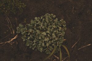 Why Plants Vs Zombies Works