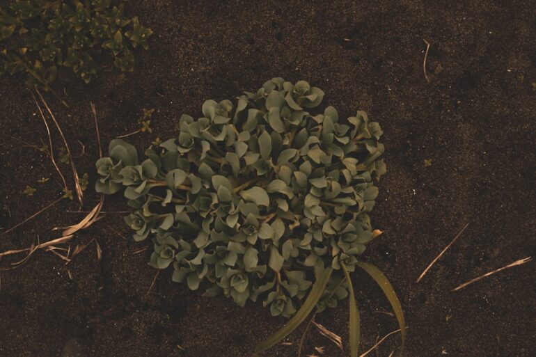 Why Plants Vs Zombies Works